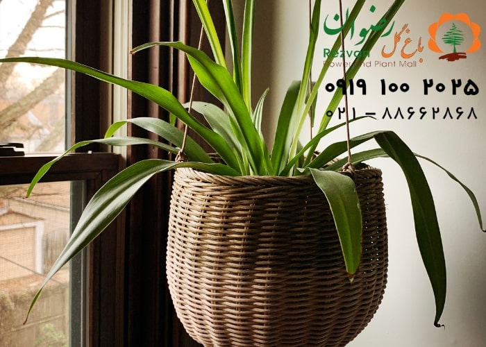 معرفی زیباترین گل های آپارتمانی مناسب برای محل کار