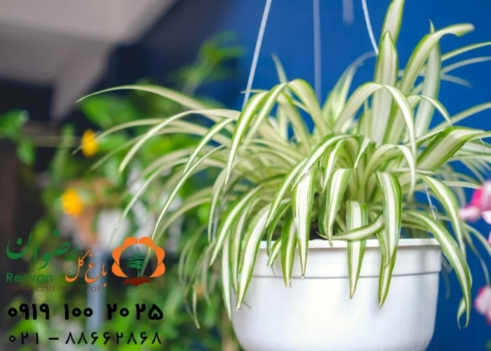 معرفی زیباترین گل های آپارتمانی مناسب برای محل کار