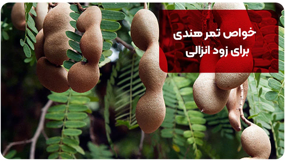 خواص تمر هندی برای زود انزالی
