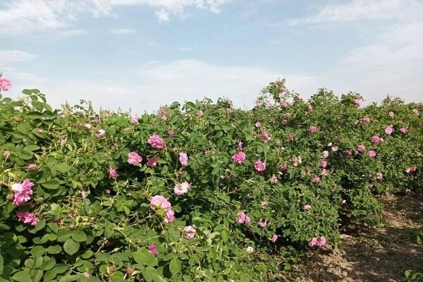 افتتاح اولین باغ موزه گل محمدی در جنوب پایتخت - خبرگزاری مهر | اخبار ایران و جهان